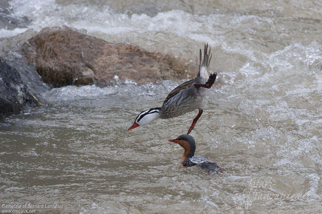 Torrent Duckadult, courting display, Behaviour