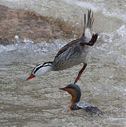 Torrent Duck