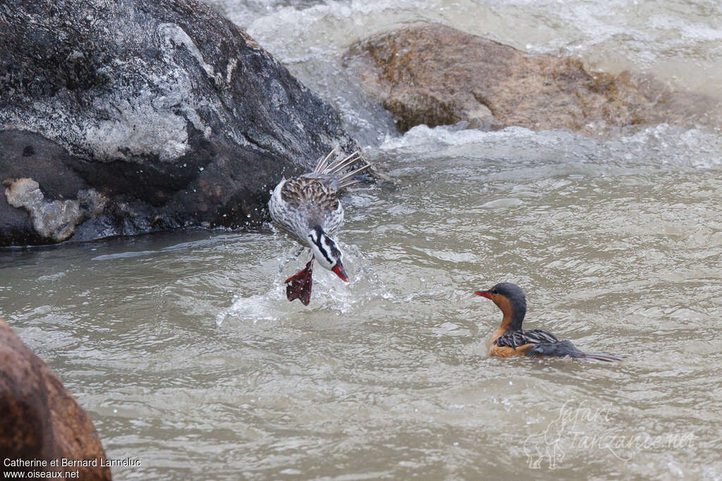 Torrent Duckadult, habitat, courting display, Behaviour