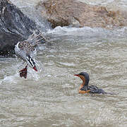 Torrent Duck