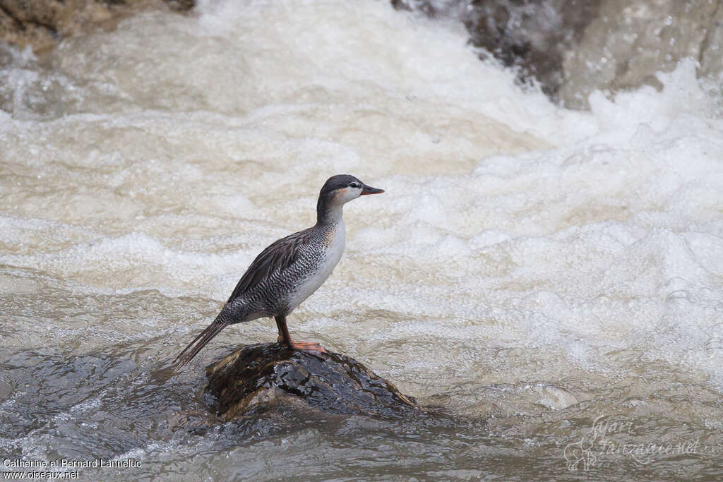 Torrent Duckimmature, identification