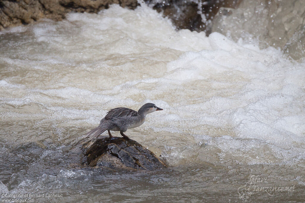 Torrent Duck male immature, habitat