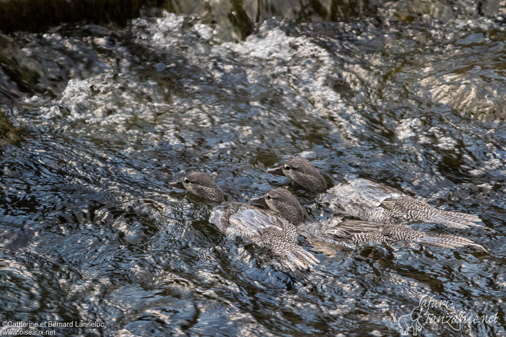 Torrent Duck, swimming