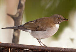 White-necked Thrush