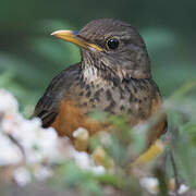 Black-breasted Thrush