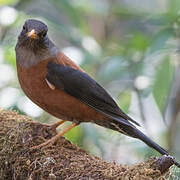 Chestnut Thrush