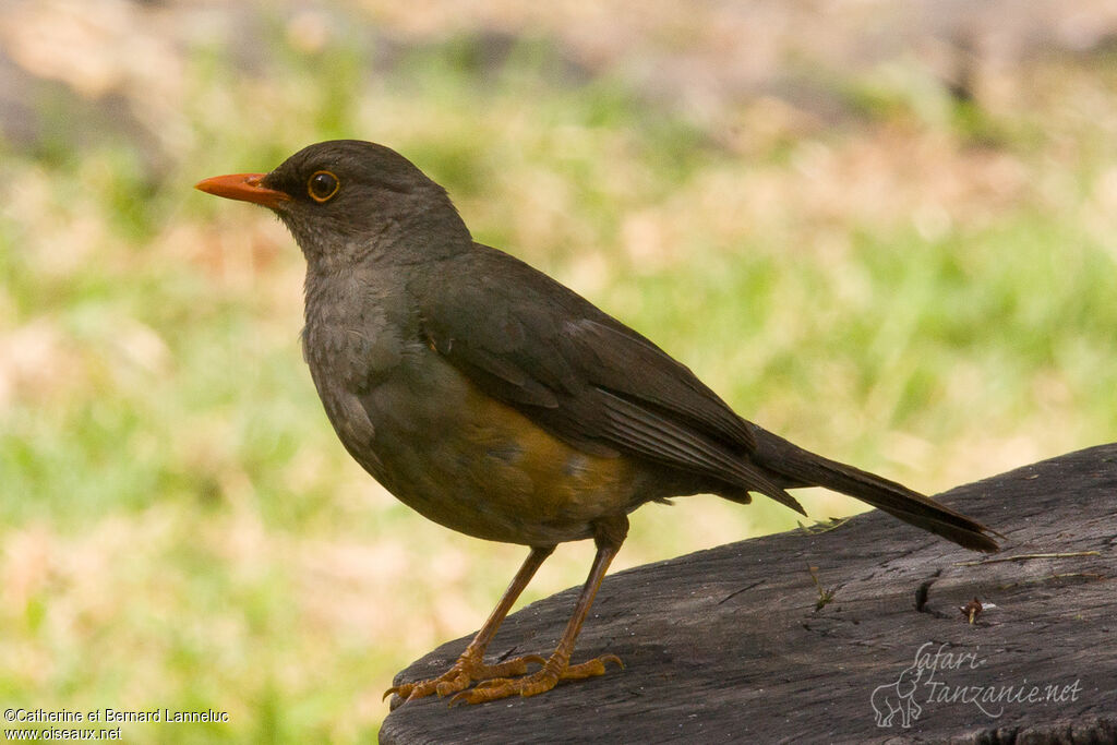 Abyssinian Thrush