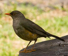 Abyssinian Thrush