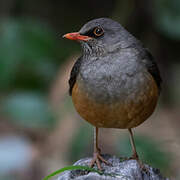 Abyssinian Thrush