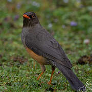 Abyssinian Thrush