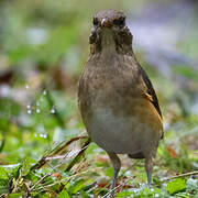 African Thrush