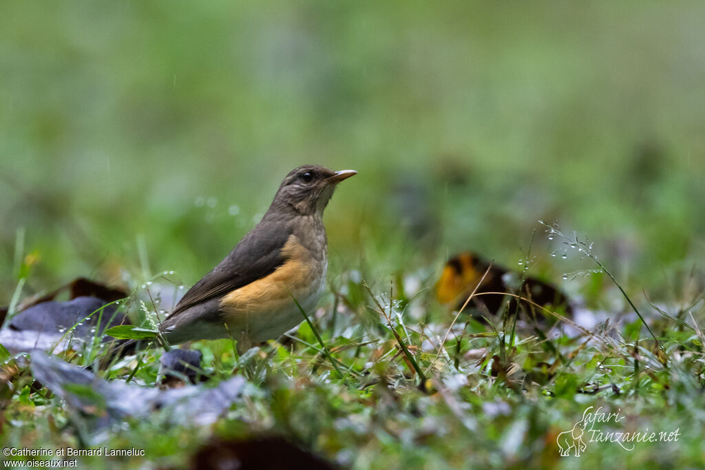 Merle africainadulte, identification