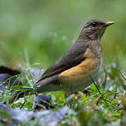 African Thrush