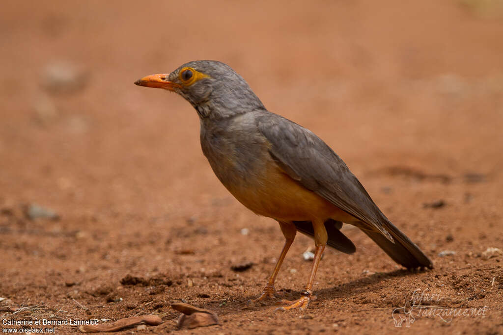 Bare-eyed Thrushadult, identification