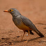 Bare-eyed Thrush