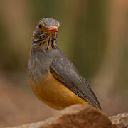 Bare-eyed Thrush