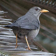 Chiguanco Thrush