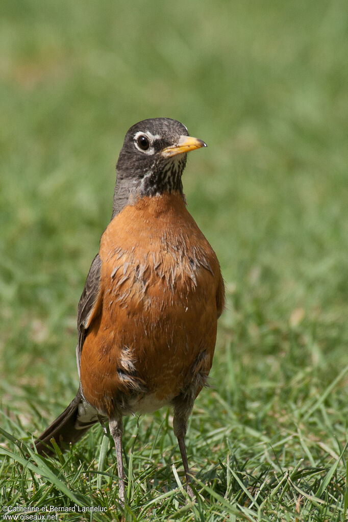 American Robin