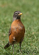 American Robin