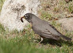 American Robin