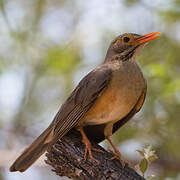 Kurrichane Thrush