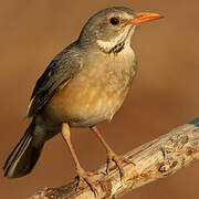 Kurrichane Thrush