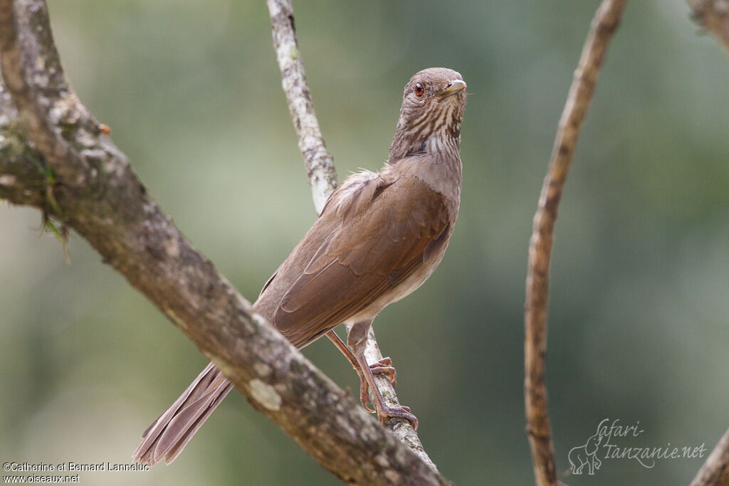 Pale-breasted Thrush