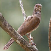 Pale-breasted Thrush