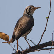 Groundscraper Thrush