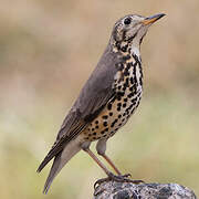 Groundscraper Thrush