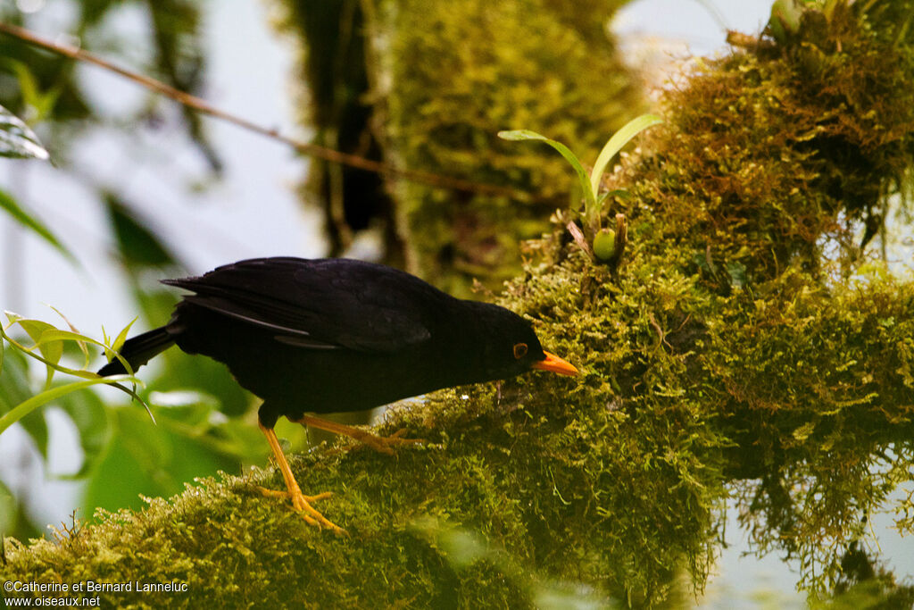 Glossy-black Thrush male adult, habitat, Behaviour