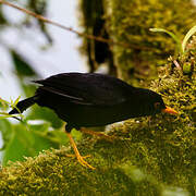 Glossy-black Thrush