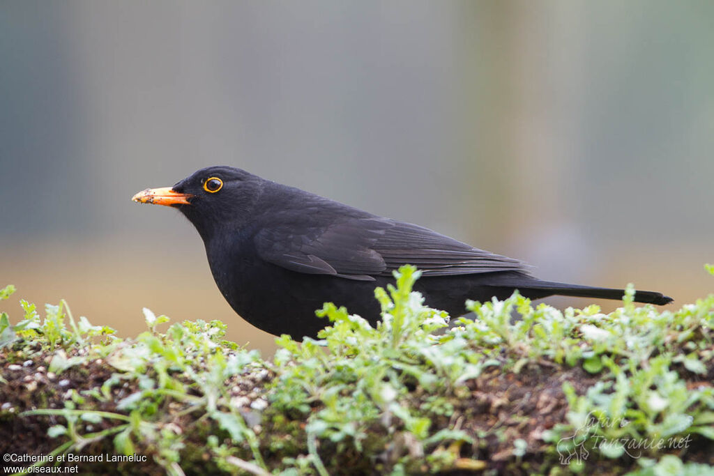 Common Blackbird