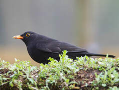 Common Blackbird