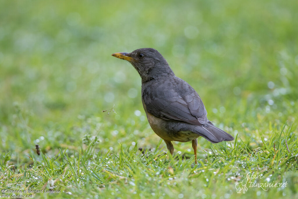 Olive Thrush