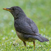 Olive Thrush