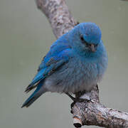 Mountain Bluebird