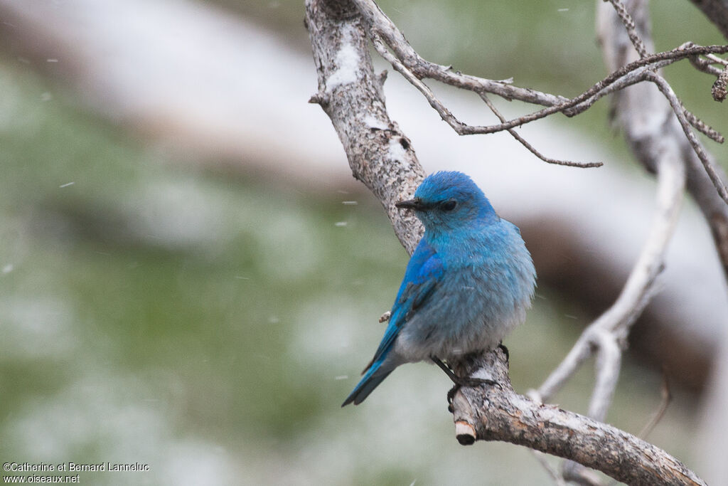 Mountain Bluebird male