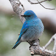 Mountain Bluebird