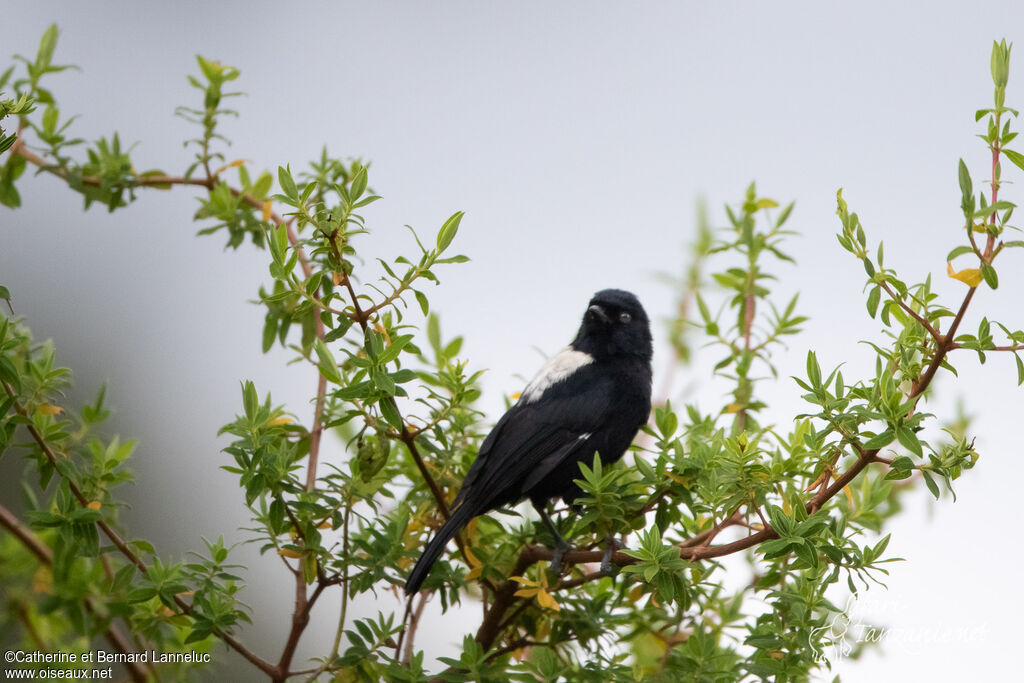 Mésange à dos blancadulte