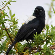 White-backed Black Tit