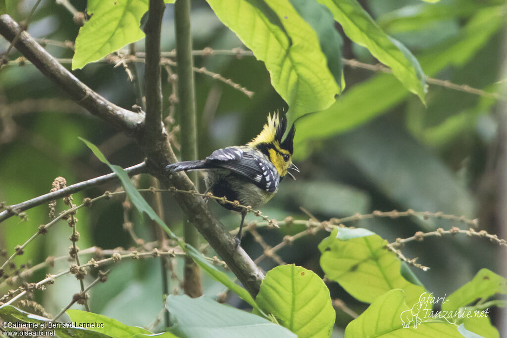 Mésange à dos tachetéadulte