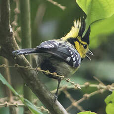 Mésange à dos tacheté