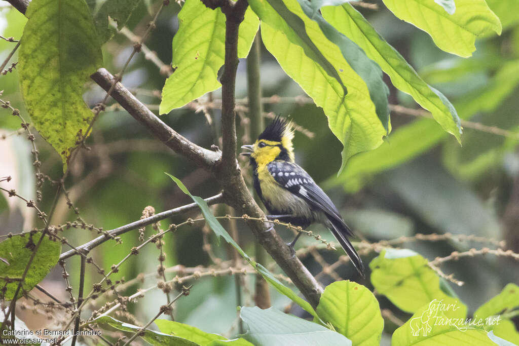 Yellow-cheeked Tit male adult, identification