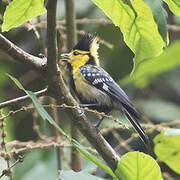 Yellow-cheeked Tit