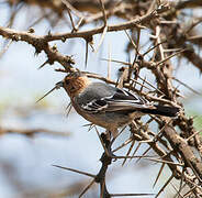 Red-throated Tit