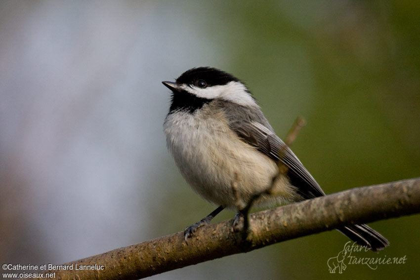 Mésange à tête noire