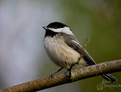 Black-capped Chickadee