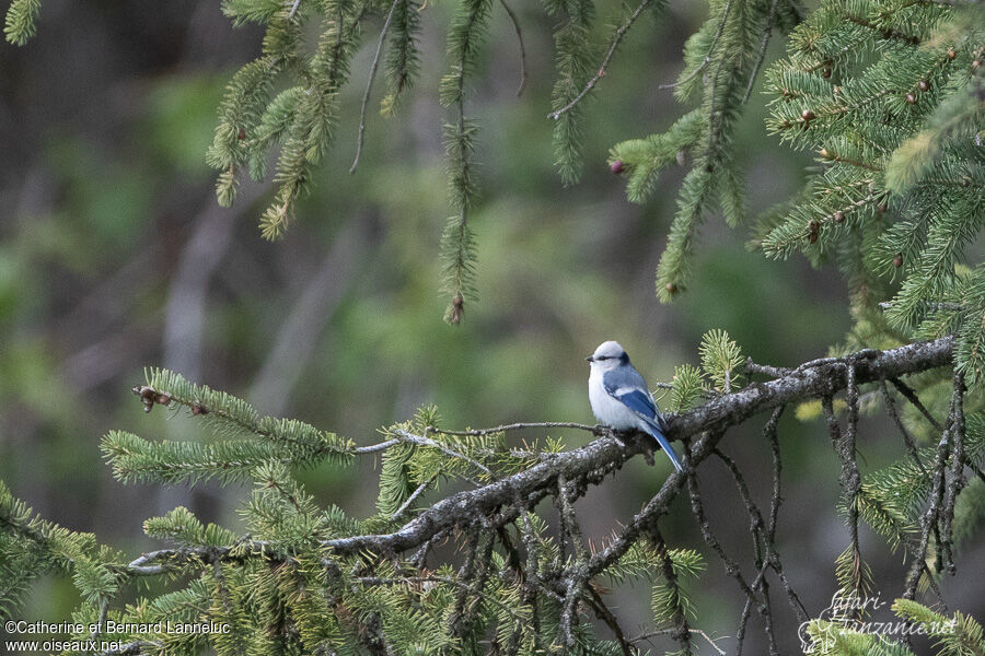 Azure Titadult, habitat