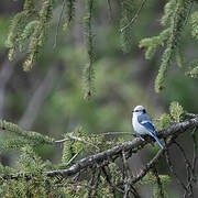 Azure Tit